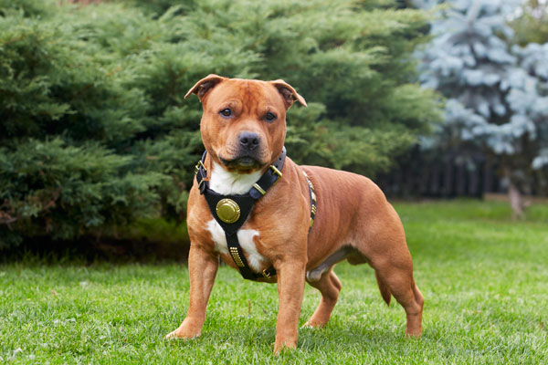 Brown Diamante Stitch Leather Dog Collar Staffy Staffordshire Bull Terrier 